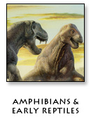 Amphibians and Early Reptiles